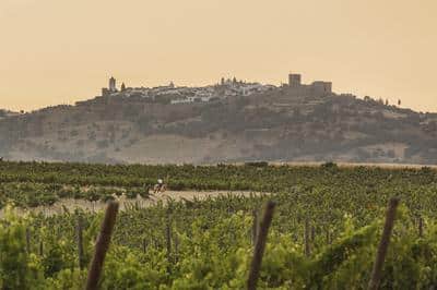 Vineyards