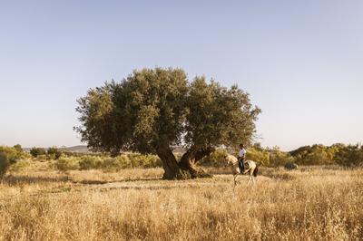Horseback Riding in the Estate