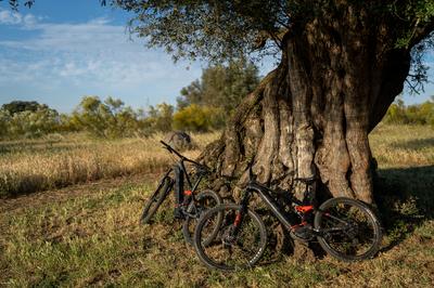 Electric Bikes