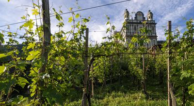 Vineyards Tours