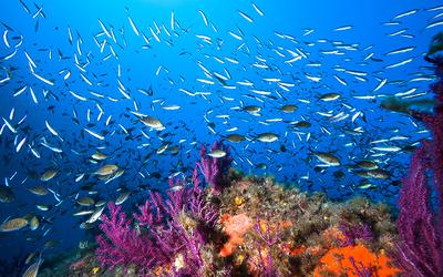 Activities - Diving