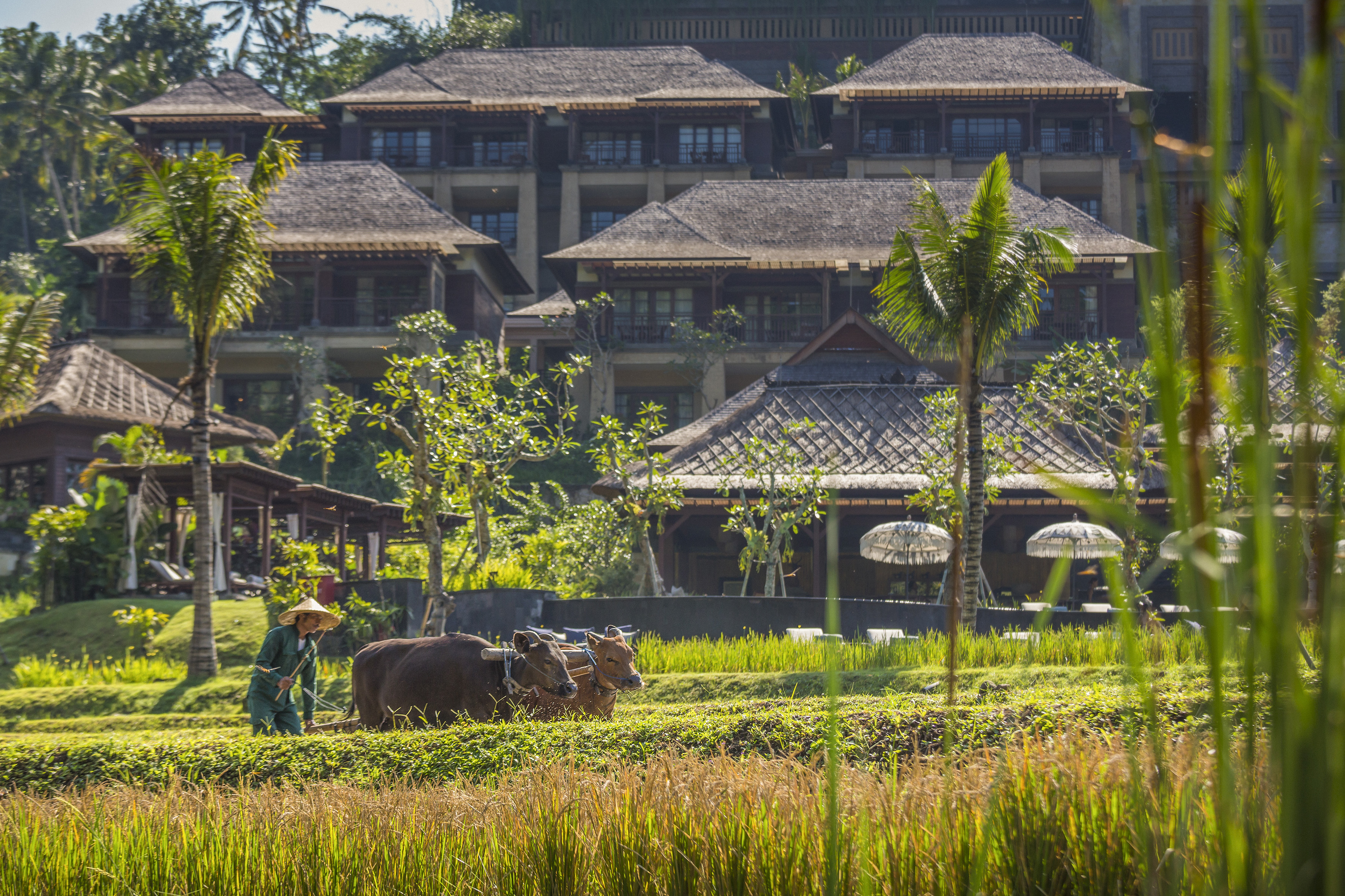 Rice Paddy at Mandapa