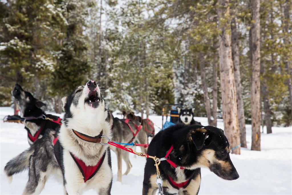Dog sledding at Amangani, Jackson Hole