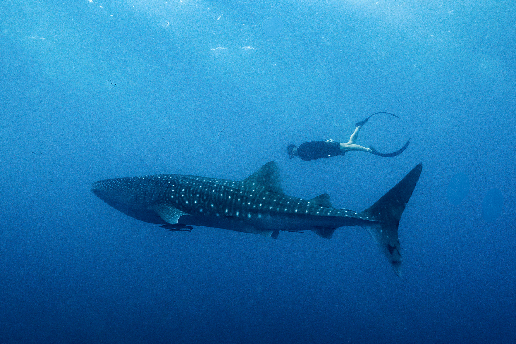 Whale Shark Excursion at Amanwana