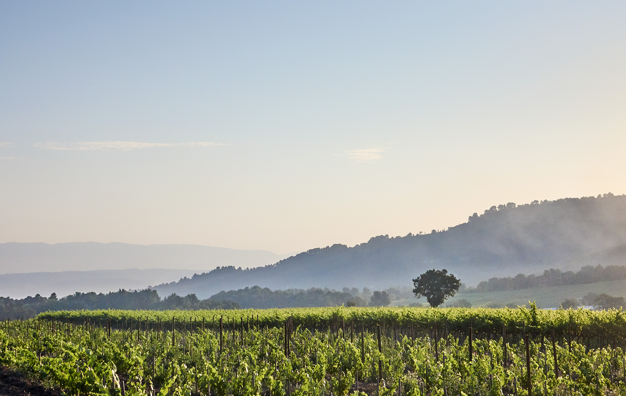 Vineyard
