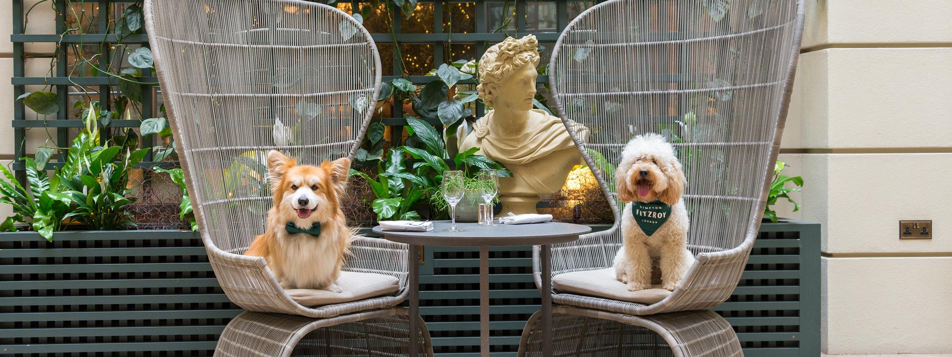 The best pet-friendly hotels in the UK