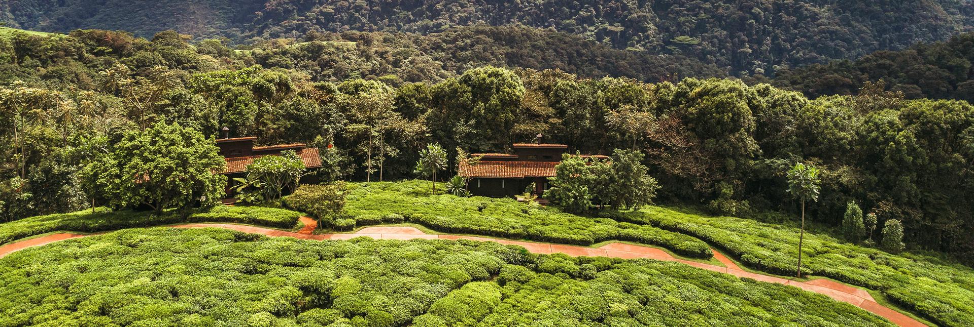 The best rainforest and jungle hotels