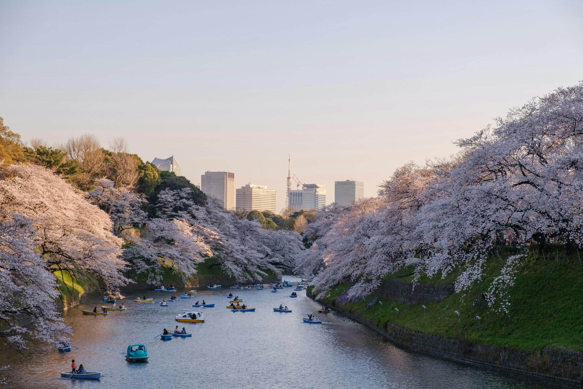Cherry blossoms in Japan